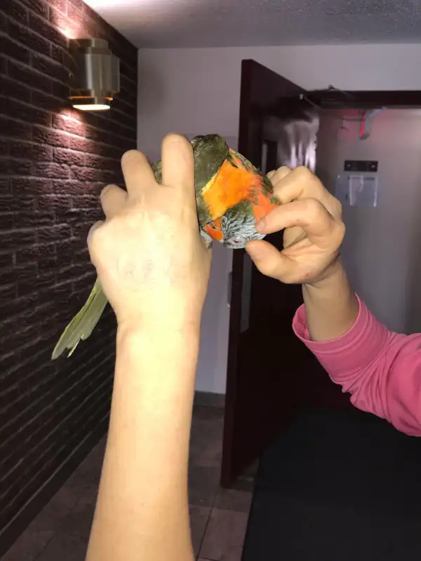 Lorikeet parrot very tame,talk,dance,sociabilize in Birds for Rehoming in Oshawa / Durham Region - Image 2