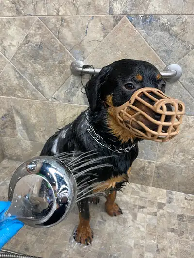 Rottweiler rehoming, View more