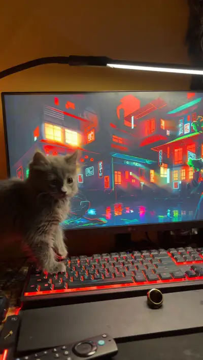 grey British long hair kitten (supplies included), View more