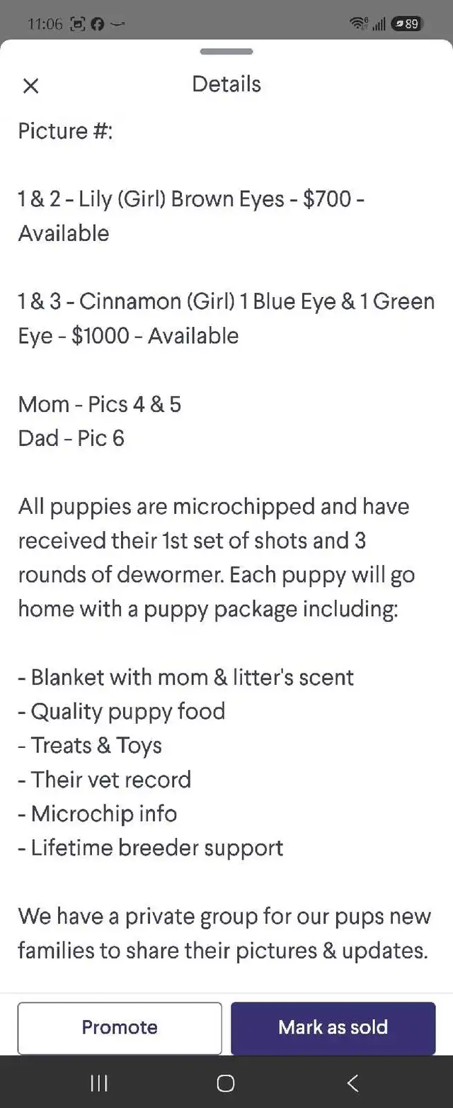 Only 1 Puppy left! in Dogs & Puppies for Rehoming in Norfolk County - Image 10