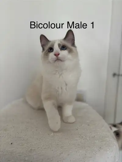 Purebred Ragdoll Kittens • Chatons, View more