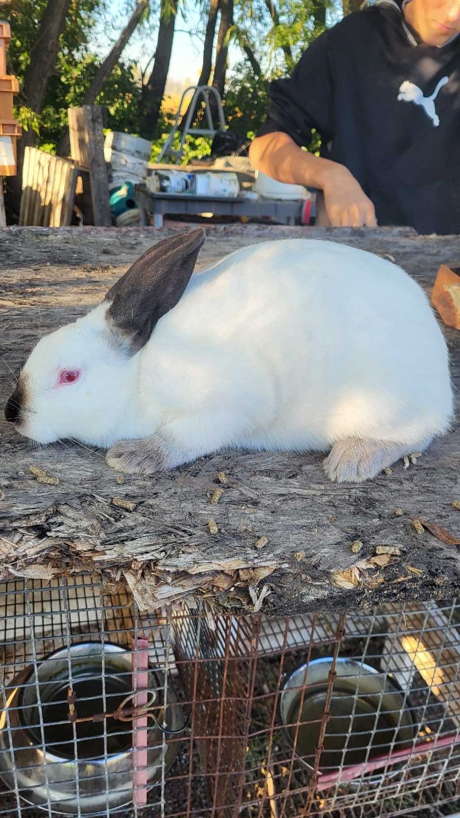 rabbits for sale | Livestock | Winnipeg | Free local classifieds - Kijiji