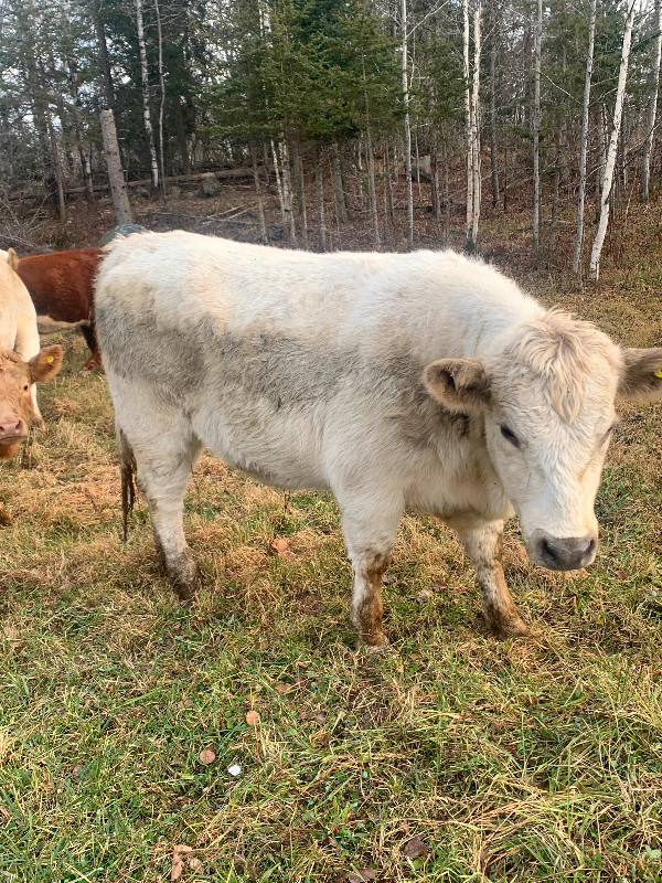 Bred Charolais Heifers in Livestock in Sudbury