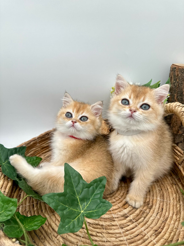 Handsome British Shorthair Kittens  in Cats & Kittens for Rehoming in Markham / York Region - Image 3