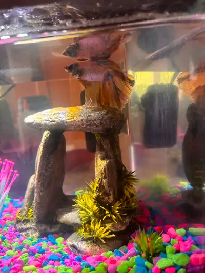 Male betta fish, View more