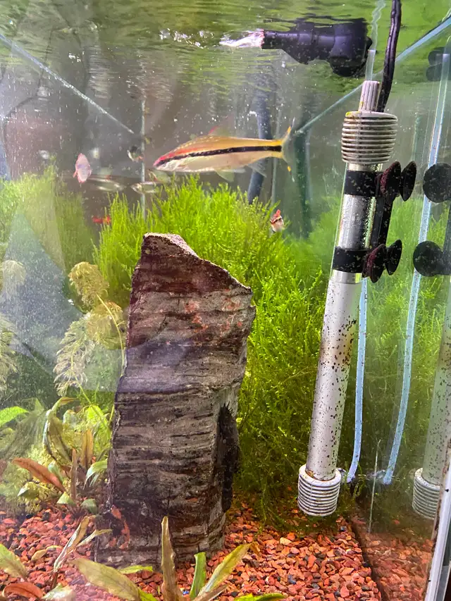 55 gallon fresh water fish tank in Fish for Rehoming in Edmonton - Image 3