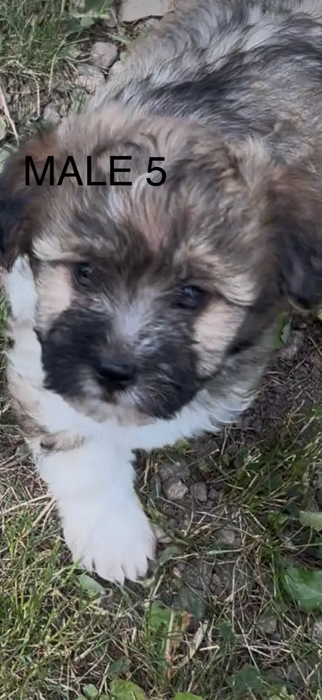 non-shedding hypoallergenic small puppies in Dogs & Puppies for Rehoming in Burns Lake - Image 6
