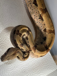 Pair of boa with enclosures will trade