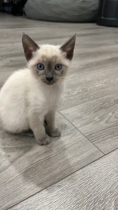 PURE BREED BLUE POINT SIAMESE KITTENS, View more