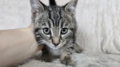 Chatons tabby/bengal vermifugés, View more