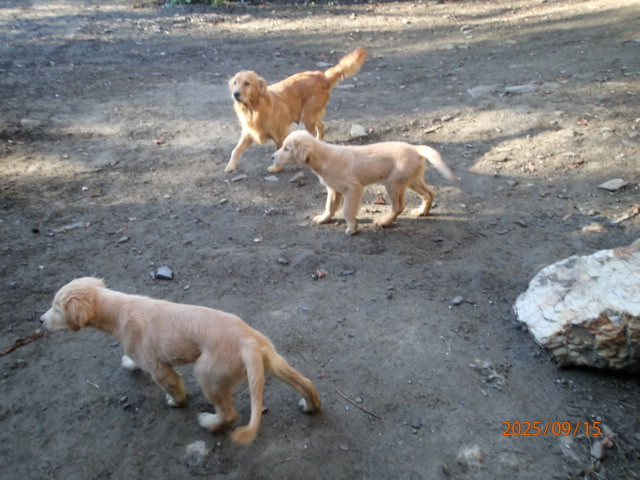 Golden Retriever pups dans Chiens et chiots à adopter  à Sherbrooke - Image 2