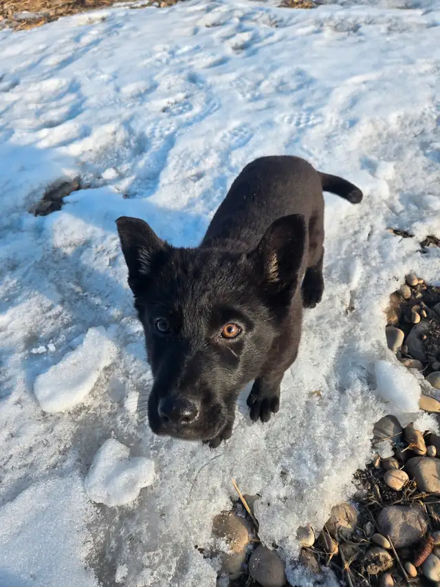 Pure bred Black German Shepard pups in Dogs & Puppies for Rehoming in Edmonton - Image 4