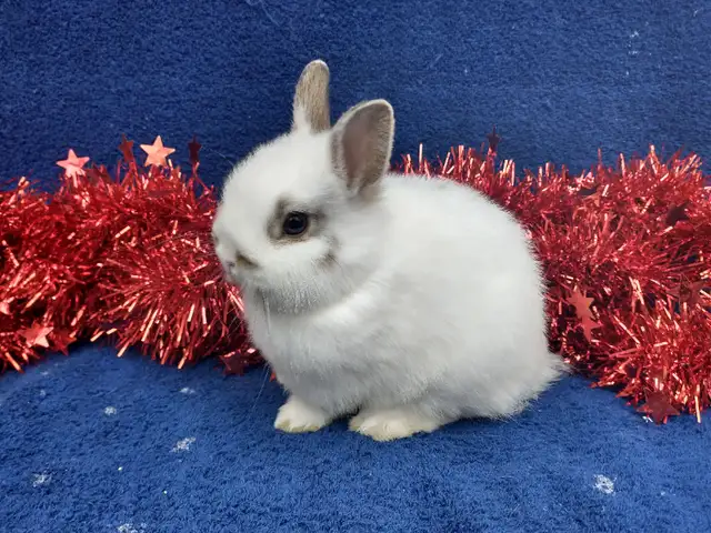 EXTRAORDINARY Netherland dwarf,Holland lop,lionhead bunny rabbit in Small Animals for Rehoming in Ottawa - Image 9