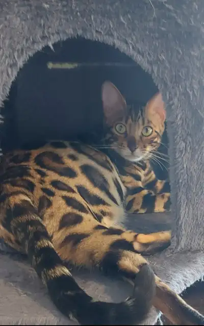 Purebred Bengal Kittens and Purebred Siamese Kittens, View more