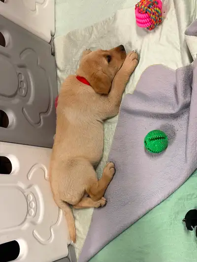 Lab pups - Purebred, registered - only 2 left, View more