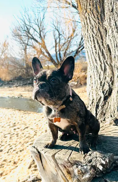 Ckc registered French bulldog puppies, View more