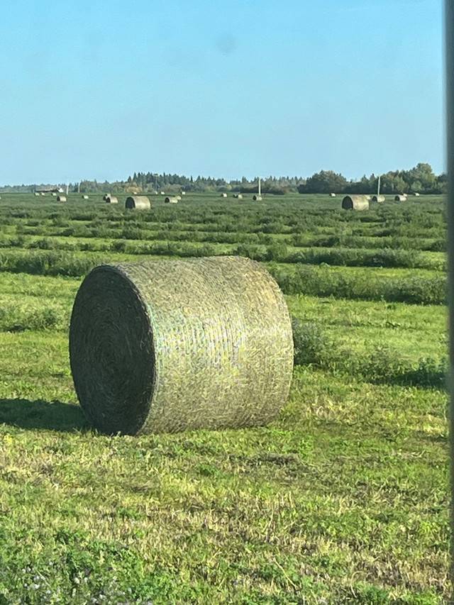 2023 Alfalfa Round Bales ($300 ton Delivered Price) in Livestock in Calgary - Image 4