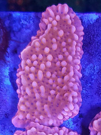 Montipora palawensis - saltwater coral frag 