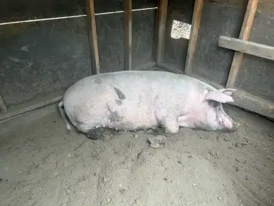 tamworth cross sow, View more
