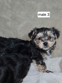 Beautiful Morkies $1,250 ea. and one Yorkie ($2,200 for him)!