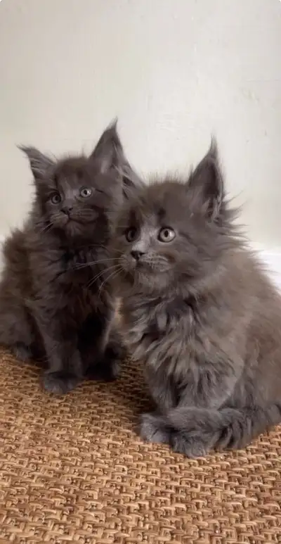 Purebred Maine Coon Babies Ready Now!, View more