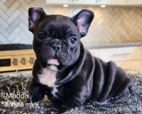 French Bulldog Puppies Ready to Go!