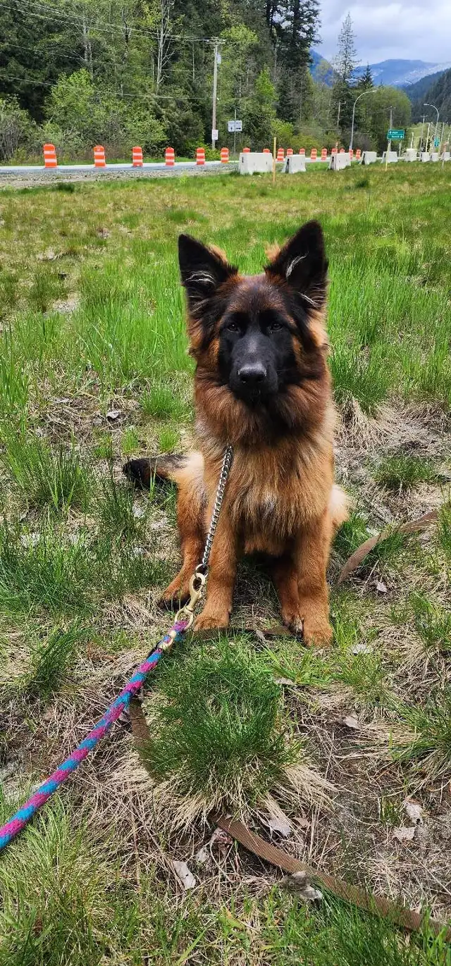 LongHaired German Shepherd Puppies From Kennel Vom Eistobel Dogs — free download