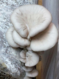 Oyster Mushroom Culture for Mushroom Cultivation