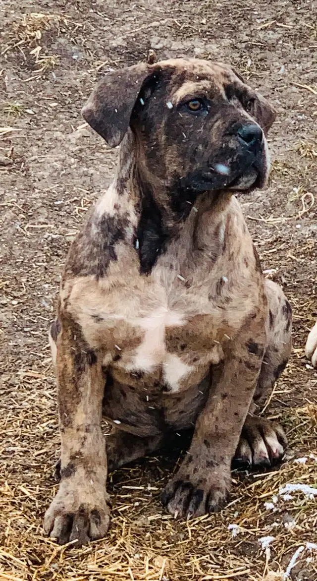 Boerso  cane corso boerboel  in Dogs & Puppies for Rehoming in Lethbridge - Image 6