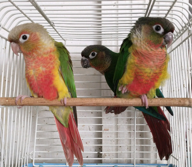 Pineapple and Yellowsided Conures in Birds for Rehoming in North Bay