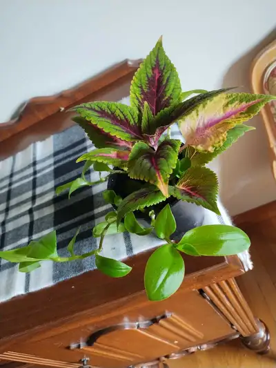 Coleus and multiple tradescantia , View more