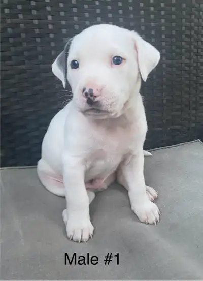 * CaneCorso mix! * Ready to go Canada Day July 1st!! * 4 males left !!! * Come visit anytime and che...