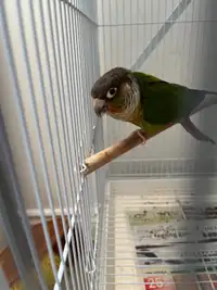 Conure birds for rehoming