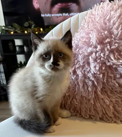 Beautiful Baby Ragdoll Kitten , View more