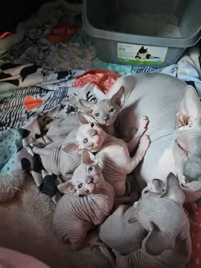 Chaton  sphynx, View more