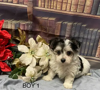 More puppies for sale!!, View more