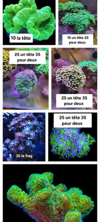 Corals,  coraux 