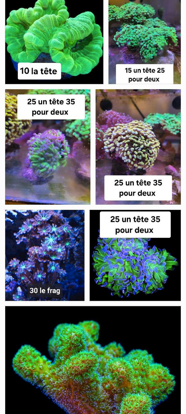 Corals,  coraux  dans Poissons à adopter  à Ouest de l’Île