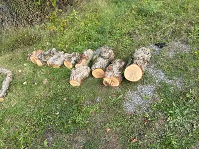 11 burls bundle, View more