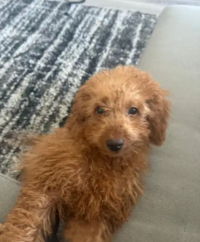 Mini Poodle Puppy , View more