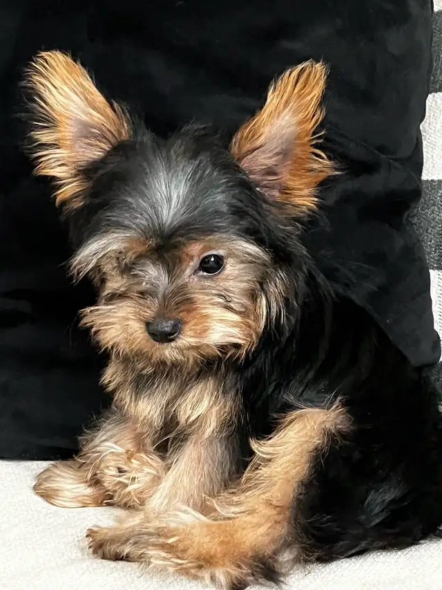 Northern Yorkie puppies 1 black&Tan male left in Dogs & Puppies for Rehoming in City of Toronto - Image 11
