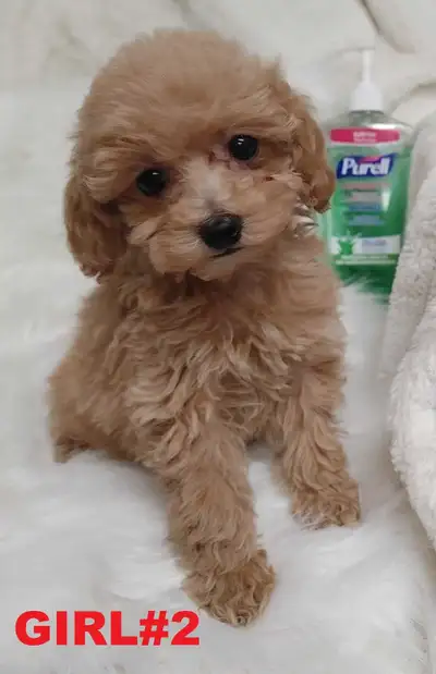Adorable red toy/mini poodle. Nonshedding. Hypoallergenic, View more