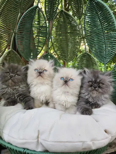 Hymalayan/Persian kittens♥️, View more