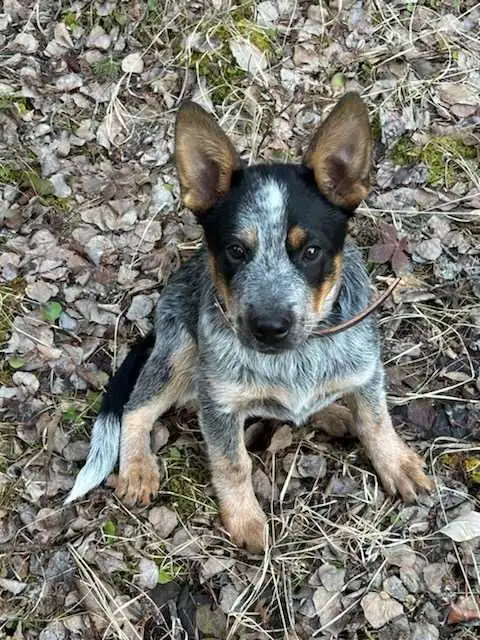 Amazing Purebred Australian cattle dog in Dogs & Puppies for Rehoming in Edmonton - Image 6