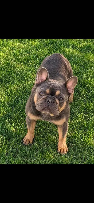 Adult Female French Bulldog (home Pending), View more