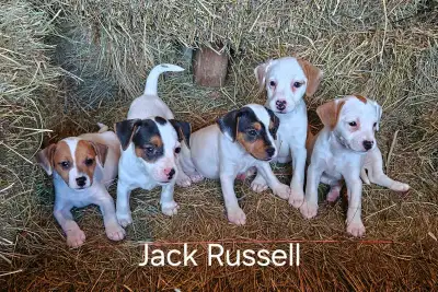 Chiots Jack Russell mâles et femelles prêts à partir...ready !, View more