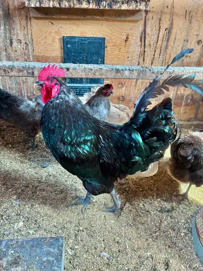 Black Jersey Giant Rooster, View more