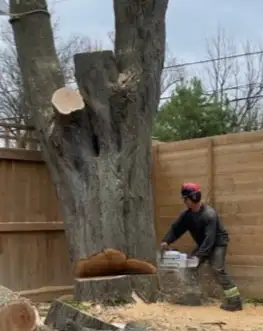 TREE REMOVAL TREE TRIMMING, View more