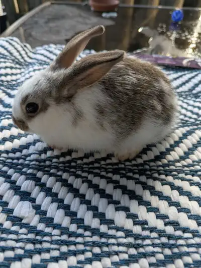 6 week Rex/continental mix rabbits, View more