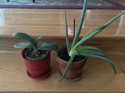 Je vends une charmante plante d'aloès aux propriétés apaisantes et une élégante orchidée, toutes deu...